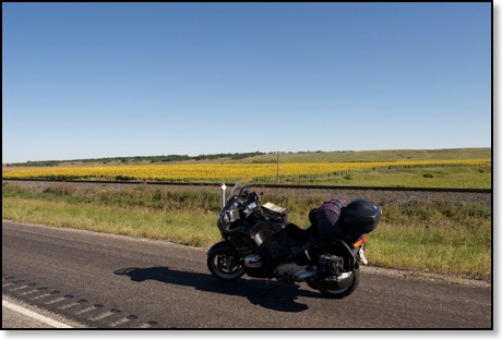 north_dakota_sunflowers.jpg