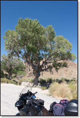 The Shoe Tree